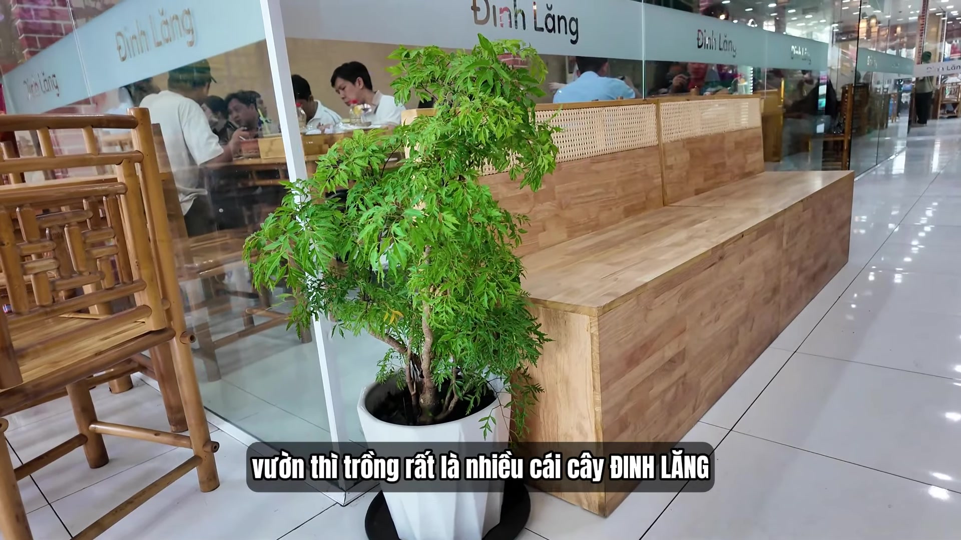Chậu cây Đinh Lăng xanh tươi trước sảnh đón khách